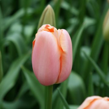 Tulipa Menton - Laatbloeiende enkele tulp
