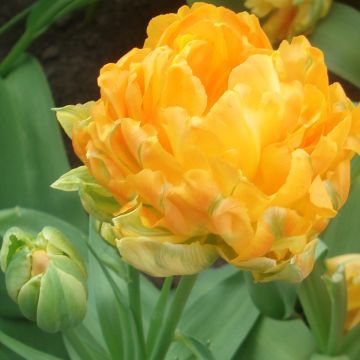 Tulipa Orca - Dubbele vroege tulp