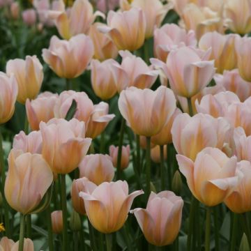 Tulipe Triumph Peace Flame - Triumphtulp