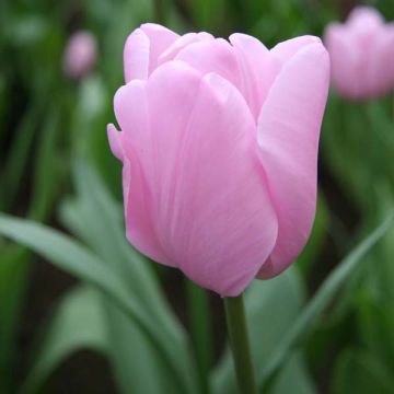 Tulipa Pink Diamond - Enkele late tulp