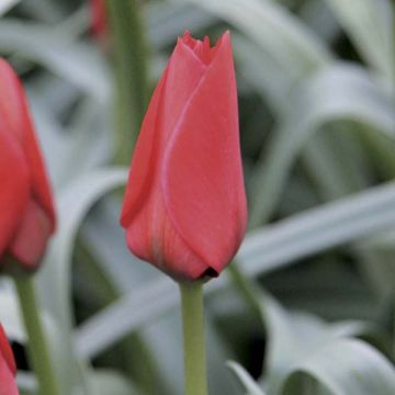 Tulipa batalinii Red Hunter - botanische tulp