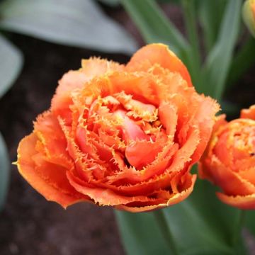 Tulipa crispa Sensual Touch - Gefranjerde tulp