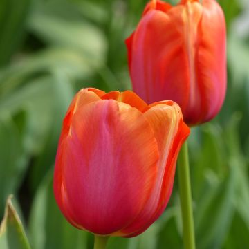 Tulipa Avignon - Grootbloemige voorjaarstulp