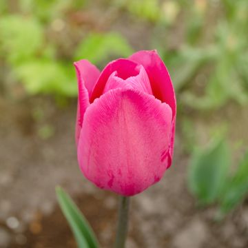 Tulipa Triumph Barcelona - Triumphtulp
