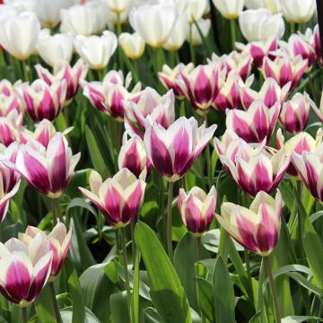 Tulipe Triumph Chansonnette - Triumphtulp