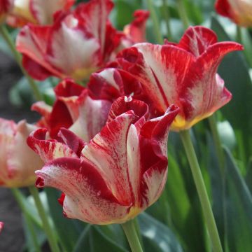 Tulipe Triumph Flaming Crown - Triumphtulp