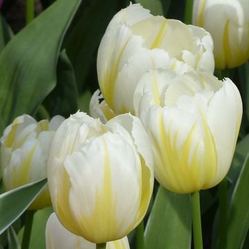 Tulipe Triumph Happy People - Triumphtulp