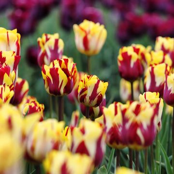 Tulipa Triumph Helmar - Triumphtulp