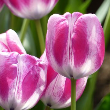Tulipe Triumph Hot Pants - Triumphtulp