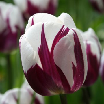 Tulipa Triumph Rems Favourite - Triumphtulp