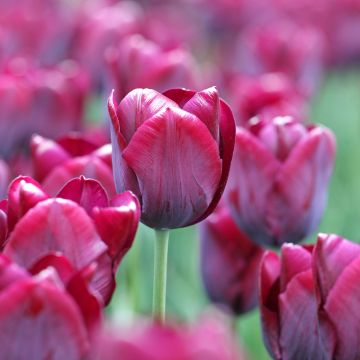 Tulipa Triumph Ronaldo - Triumphtulp