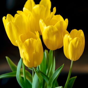 Tulipa Triumph Strong Gold  - Triumphtulp