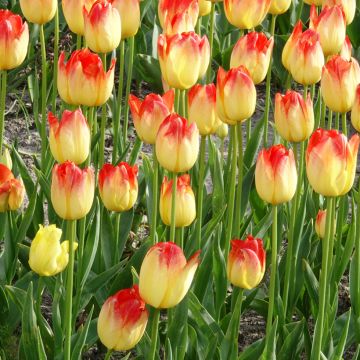 Tulipe Triumph Suncatcher - Triumphtulp