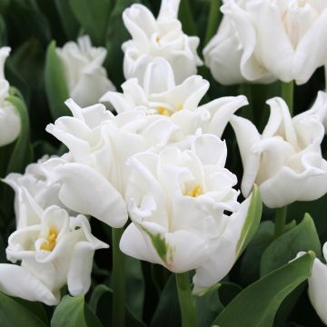 Tulipe Triumph White Liberstar - Triumphtulp