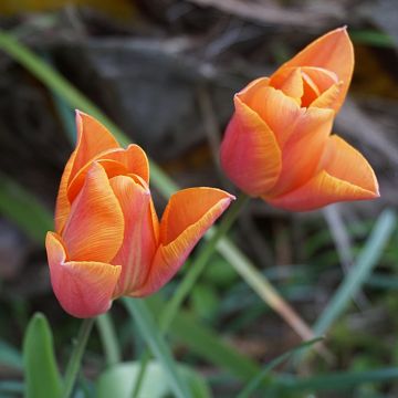 Tulipa Triumph Véronique Sanson - Triumphtulp