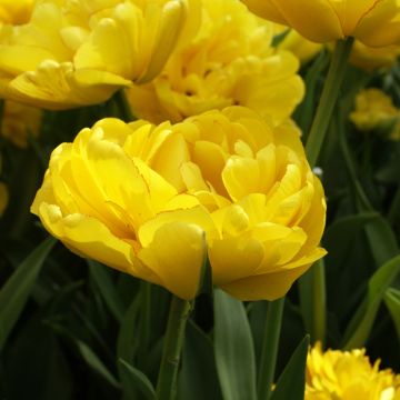 Tulipa Yellow Pomponette - Dubbele late tulp