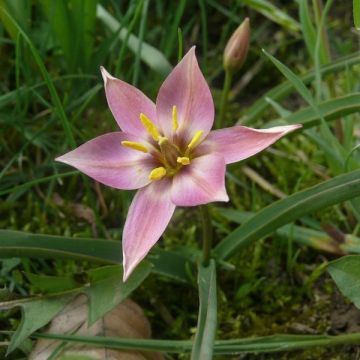 Tulipa aucheriana - botanische tulp