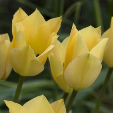 Tulipa batalinii Bronze Charm - botanische tulp