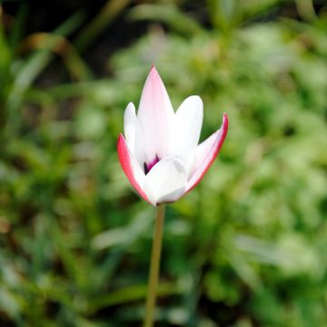 Tulipa clusiana Peppermint Stick - botanische tulp