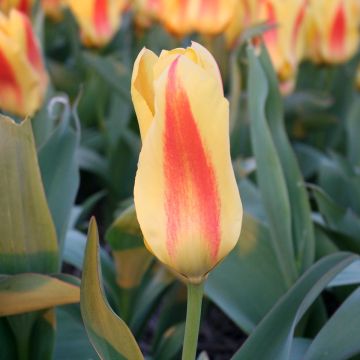 Tulipa fosteriana Easter Parade - Fosteriana-tulp
