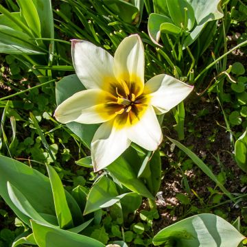 Tulipa greigii Albion Star - Greigii‑tulp