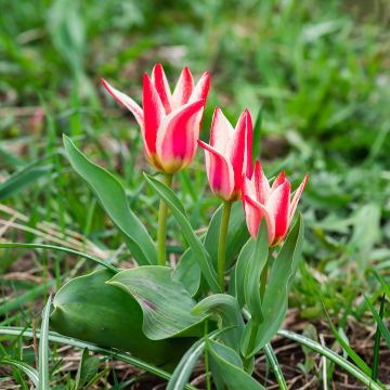 Tulipa greigii Pinocchio - Greigii‑tulp