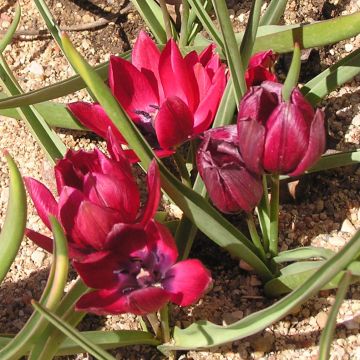 Tulipa humilis Lilliput - Dwergtulp