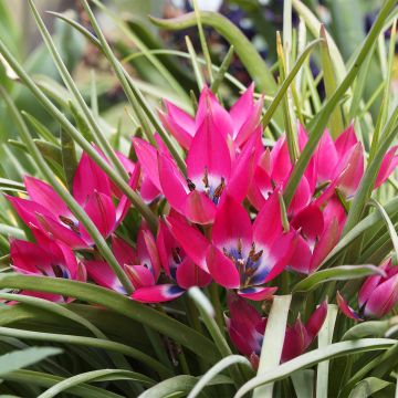 Tulipa humilis - Dwergtulp