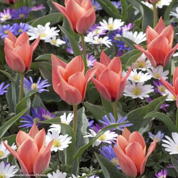 Tulipa kaufmanniana Fritz Kreisler - Kaufmanniana tulp