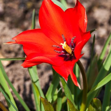 Tulipa linifolia - Vlasbladige tulp