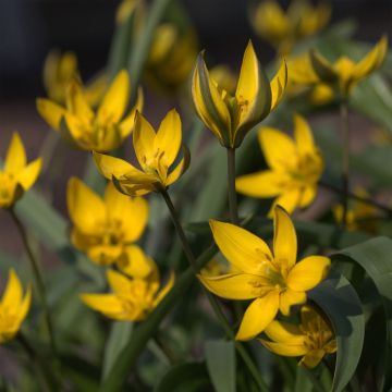 Tulipa neustruevae - Botanische tulp
