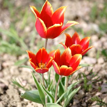 Tulipa schrenkii - Botanische tulp
