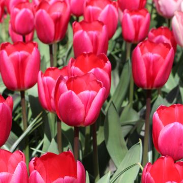 Tulipa Darwin Rosy Delight - Darwintulp