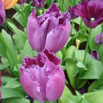 Tulipa crispa Curly Sue - gefranjerde tulp