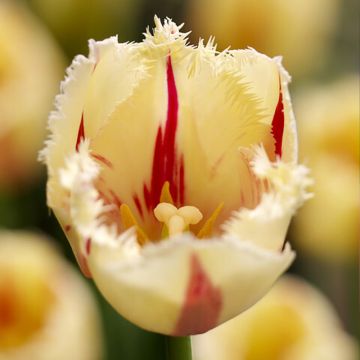 Tulipa crispa Carrousel  - gefranjerde tulp