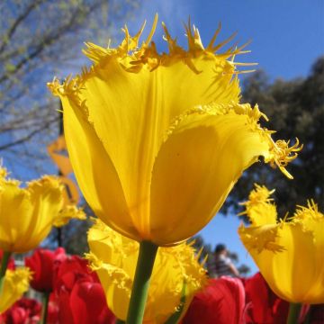 Tulipa crispa Hamilton - gefranjerde tulp