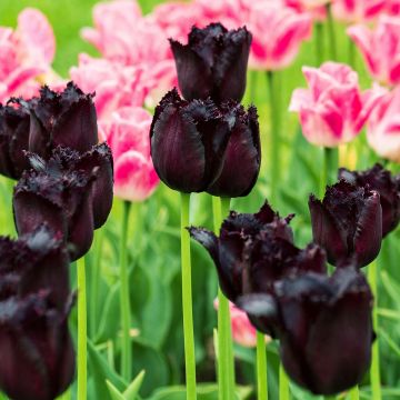 Tulipa crispa Vincent Van Gogh - Gefranjerde tulp