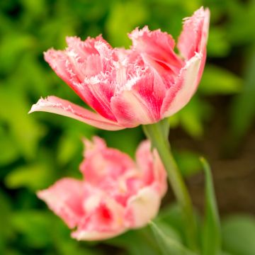 Tulipa crispa Crispion Sweet - gefranjerde tulp dubbel