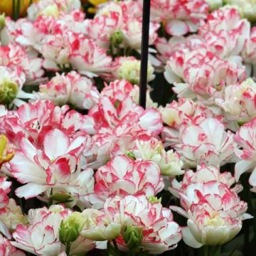 Tulipa Cartouche - Dubbele late tulp