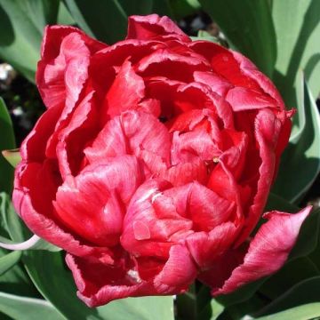 Tulipa Eternal Flame - Dubbele vroege tulp