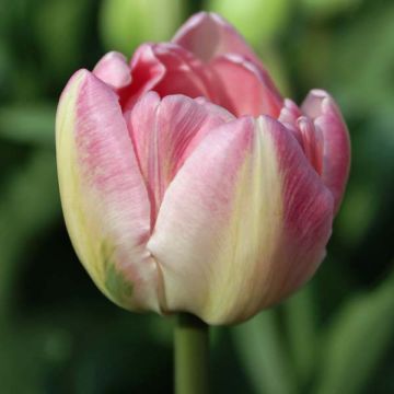 Tulipa Up Star - Dubbele late tulp