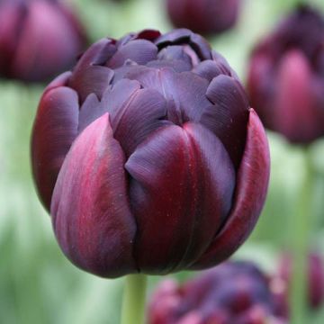 Tulipa Black Hero - Dubbele late tulp
