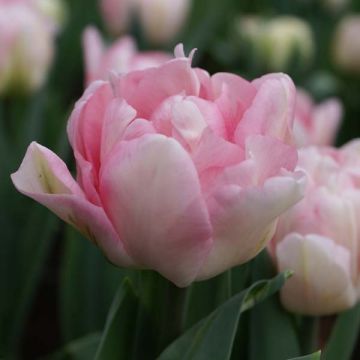 Tulipa Foxtrot - Dubbele vroege tulp