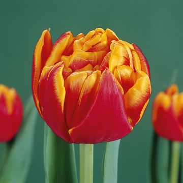 Tulipa Cilesta -  - Vroegbloeiende dubbele tulp