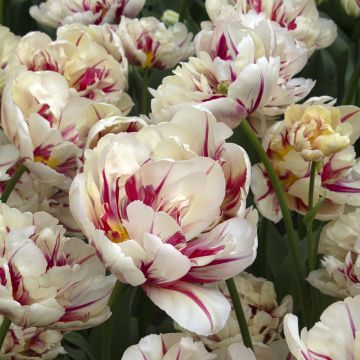 Tulipa Flaming Margarita - Dubbele vroege tulp