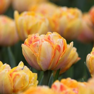 Tulipa Foxy Foxtrot - Dubbele vroege tulp