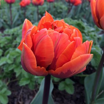 Tulipa Hermitage - Dubbele vroege tulp