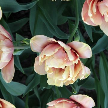 Tulipa La Belle Epoque - Dubbele vroege tulp