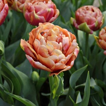 Tulipa Verona Sunrise - Dubbele vroege tulp