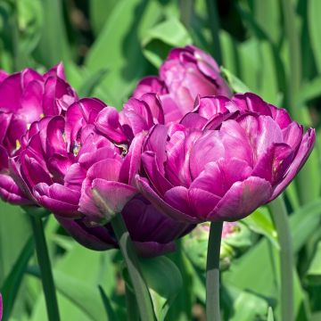 Tulipa Blue Wow - Dubbele late tulp